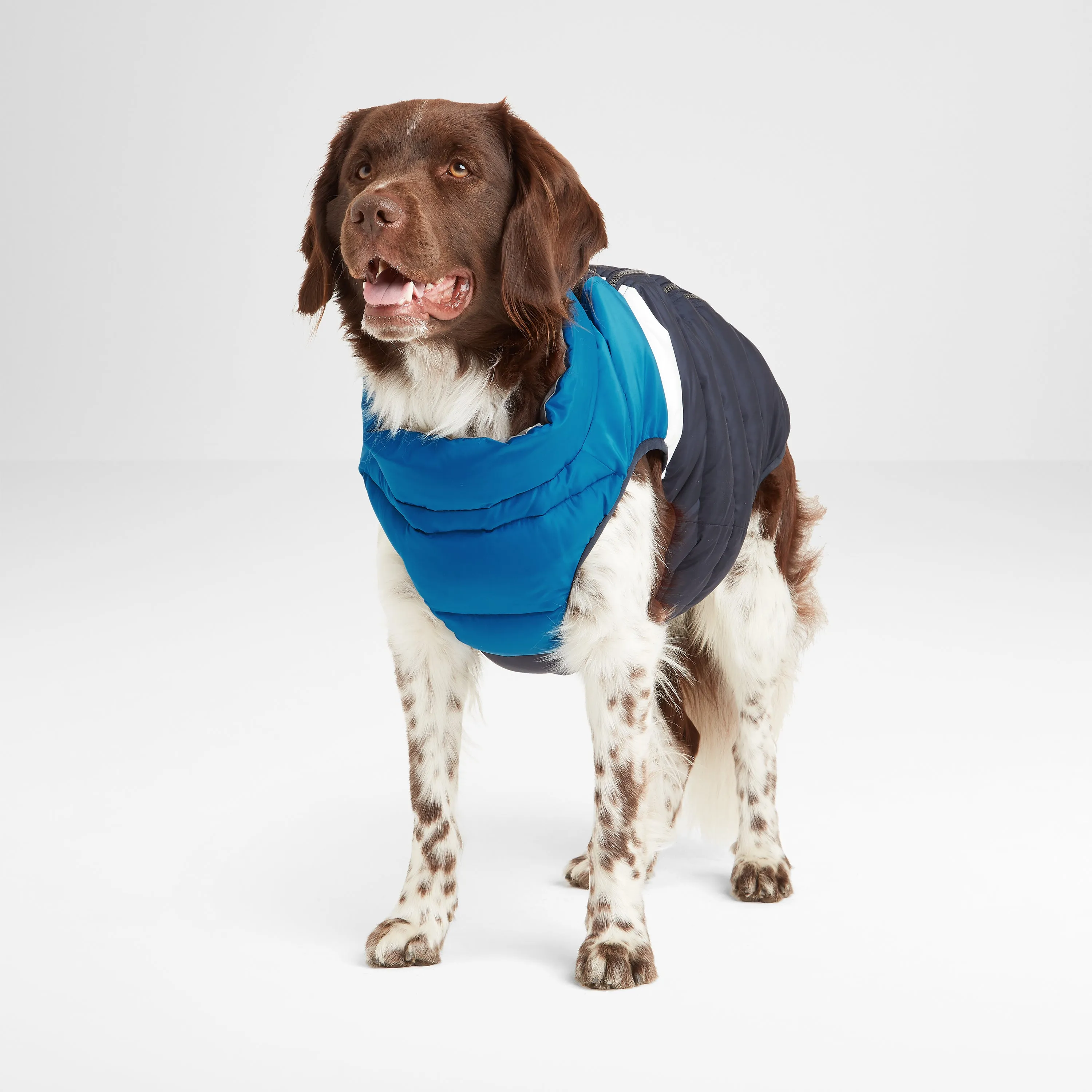 Fetch Padded Dog Coat M - Peacock Blue/Dark Indigo/Optic White