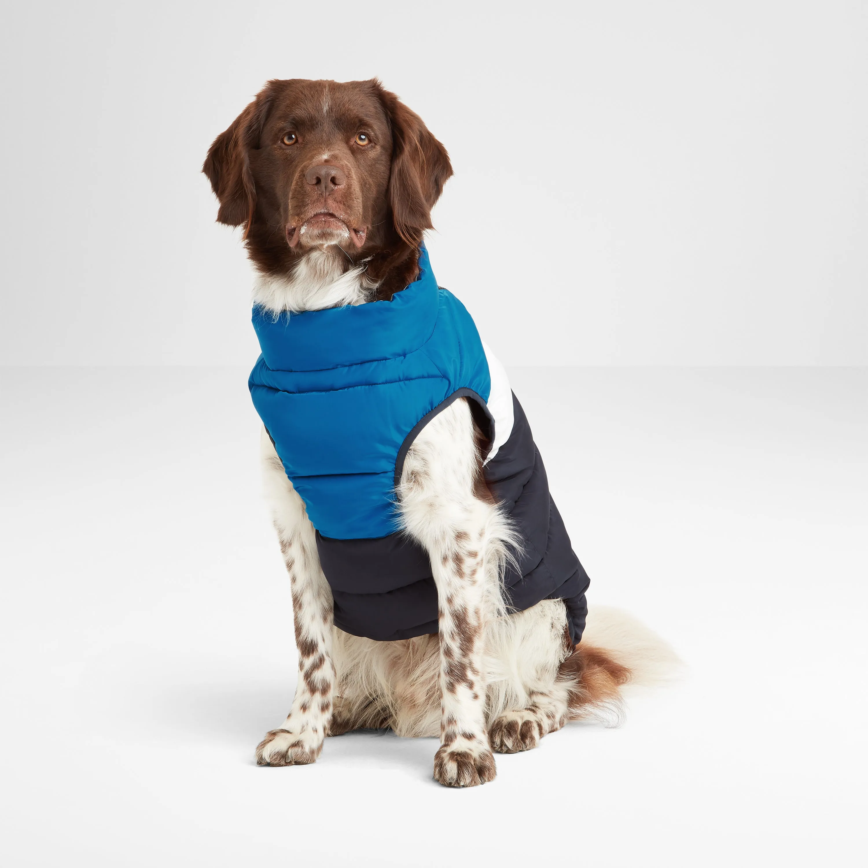 Fetch Padded Dog Coat M - Peacock Blue/Dark Indigo/Optic White